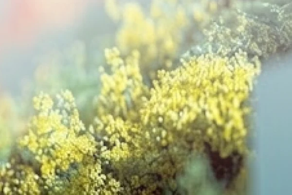 Phối rau củ với trái cây cho dễ uống: tỉ lệ, thứ tự ép và bốn công thức